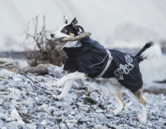 Hurtta Drizzle Coat