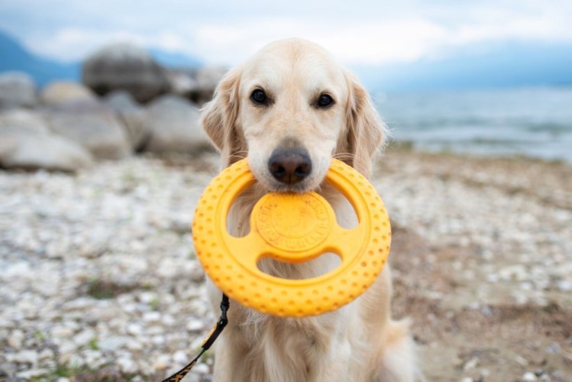 KIWI WALKER Frisbee MAXI - 22 cm - Farba: Modrá