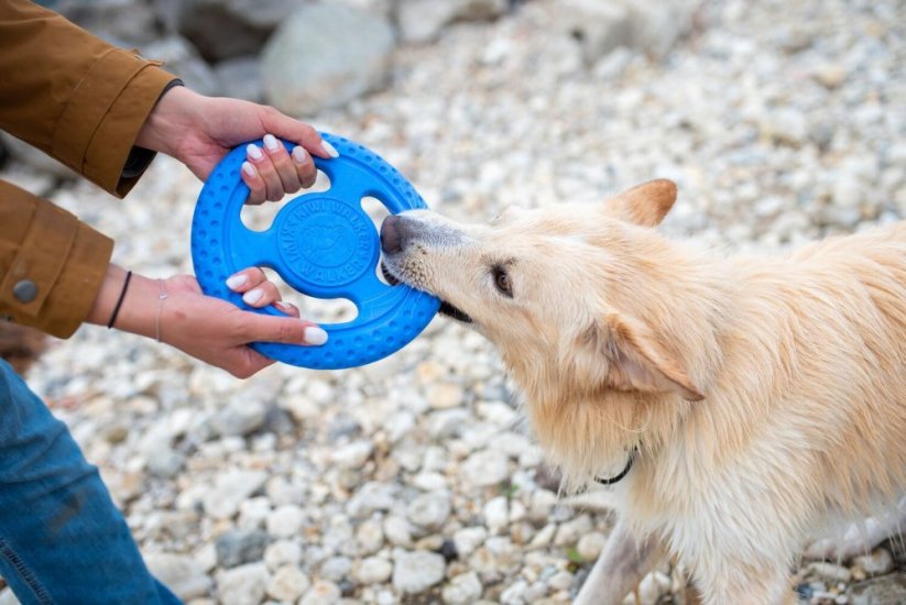 KIWI WALKER Frisbee MAXI - 22 cm - Farba: Modrá