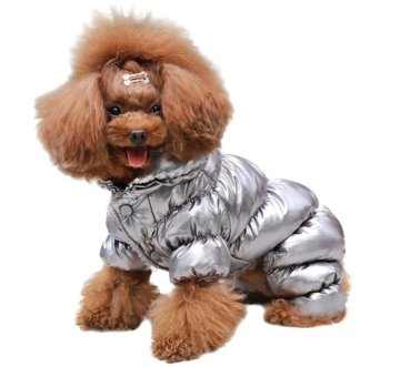 Obliekanie psov v zime: Prečo je to dôležité a ako vybrať to správne