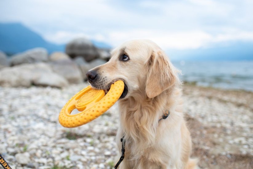 KIWI WALKER Frisbee MAXI - 22 cm - Farba: Modrá